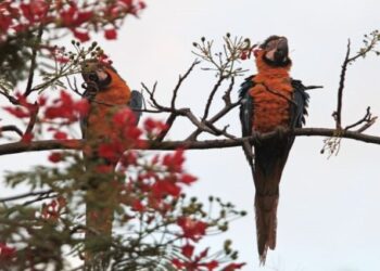 Massa de ar polar mantém tempo instável e temperaturas na casa dos 30°C em MS
