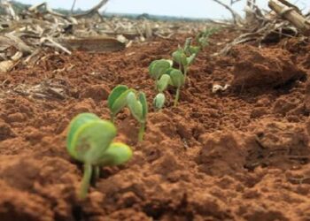 Agricultores de MS tem até 31 de dezembro para terminar plantio e devem registrar área na Iagro