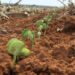 Agricultores de MS tem até 31 de dezembro para terminar plantio e devem registrar área na Iagro