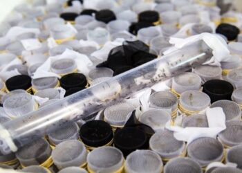 Saúde inicia webinários da campanha de combate à Dengue, Zika e Chikungunya