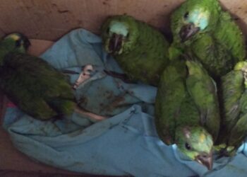 Ladrão é preso com dinheiro, objetos da vítima e 5 papagaios silvestres