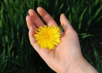 Dia Mundial da Gentileza: confira 10 atitudes para celebrar a data