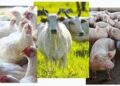 Maior varejista da América do Sul amplia compromisso pelo bem-estar animal no fornecimento de ovos, frangos, bovinos e suínos