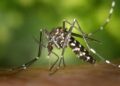 Saúde apresenta apresenta panorama sobre à Dengue, Chikungunya e Zika