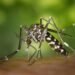 Saúde apresenta apresenta panorama sobre à Dengue, Chikungunya e Zika