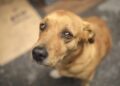 Projeto de lei cria Disque Denúncia de Maus Tratos e Abandono de Animais em MS