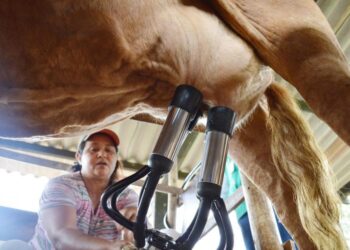 Volume de captação do leite em MS cresce 1,04% de janeiro a agosto