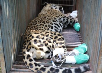 Exames mostram que onças feridas em incêndio no Pantanal também haviam sido baleadas