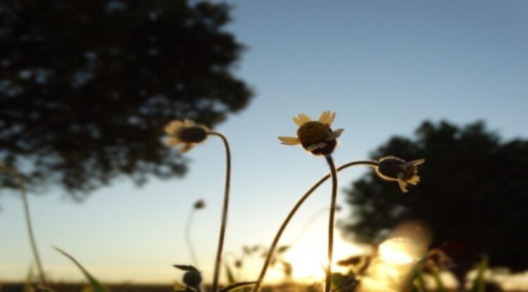Confira aqui como ficará o tempo em todo o Mato Grosso do Sul neste fim de semana