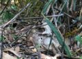 Morador sai pra catar pequi e encontra ossada humana em matagal