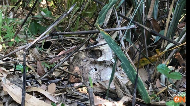 Morador sai pra catar pequi e encontra ossada humana em matagal