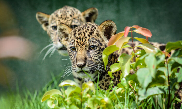 Projeto que trata do Código de Proteção à Fauna é aprovado por deputados