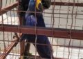 Arara azul ferida é resgatada pela PMA em fazenda de Bonito