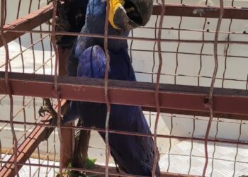 Arara azul ferida é resgatada pela PMA em fazenda de Bonito