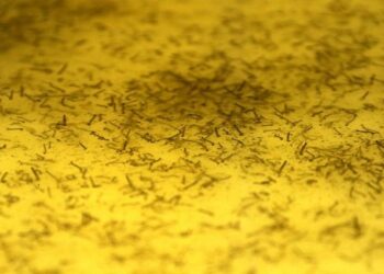 Com 1,5 milhão de mosquito com Wolbachia soltos, MS entra em nova fase no combate à Dengue