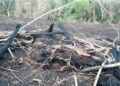 Pecuarista é multado em R$ 4,8 mil por desmatamento ilegal e incêndio de vegetação