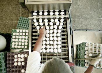 Organização atua na gestão de recursos para promover ações de sanidade avícola em MS