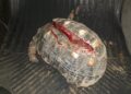 Jabuti com casco cortado, periquito ferido e gambá em pousada são resgatados pela PMA