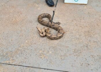 Jiboia é capturada pela PMA embaixo de armário em residência no Bairro São Francisco