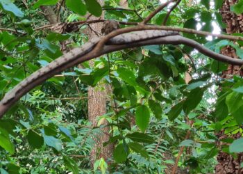 Mais uma jiboia é capturada pela PMA, desta vez em chácara próxima a aeroporto