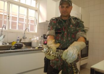 PMA  captura lagarto teiú dentro de residência na Capital