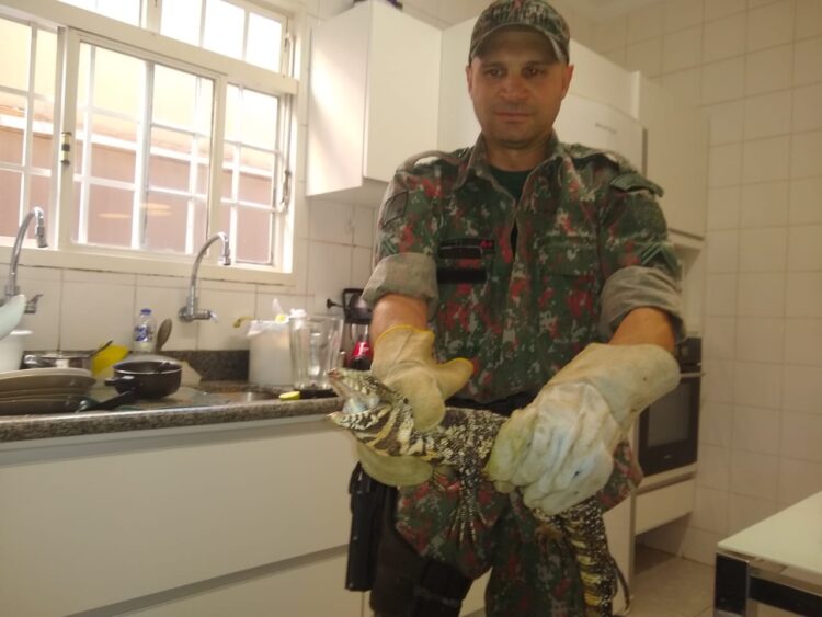 PMA  captura lagarto teiú dentro de residência na Capital
