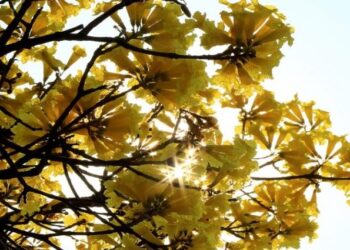 Sol aparece e temperaturas sobem em grande parte do Estado