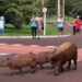 Capivaras são flagradas pelas lentes de fotógrafo da Capital