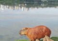 Ainda de férias com a família, Capivara é vista amamentando os filhotes em Curitiba