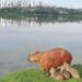 Ainda de férias com a família, Capivara é vista amamentando os filhotes em Curitiba