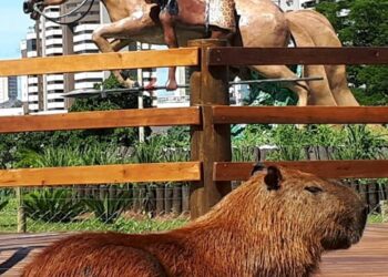 Ela está de volta, a “musa da Capital” no Parque das Nações Indígenas