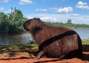 Capivara aproveita o calor na Capital para se refrescar no Lago do Amor