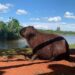 Capivara aproveita o calor na Capital para se refrescar no Lago do Amor