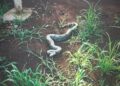 Jiboia de dois metros é encontrada em clube e devolvida à natureza
