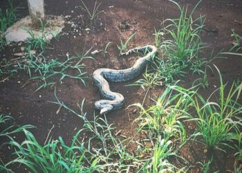 Jiboia de dois metros é encontrada em clube e devolvida à natureza
