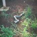 Jiboia de dois metros é encontrada em clube e devolvida à natureza