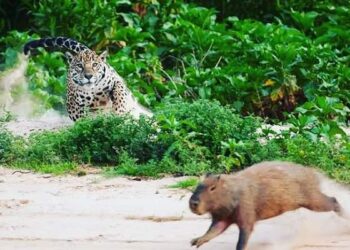 2020 não foi fácil pra ninguém. Nem pra Capivara!