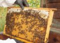 Apicultura em MS é reconhecida por qualidade e caminha para produção orgânica