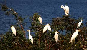 Composição homenageia MS falando das riquezas do nosso Estado