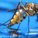 Calor contribui com o aumento de casos de arboviroses