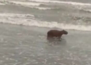 Capivara tira férias e é flagrada na praia chamando a atenção de moradores em SP