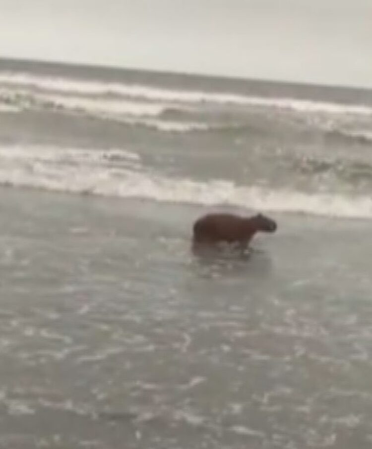 Capivara tira férias e é flagrada na praia chamando a atenção de moradores em SP