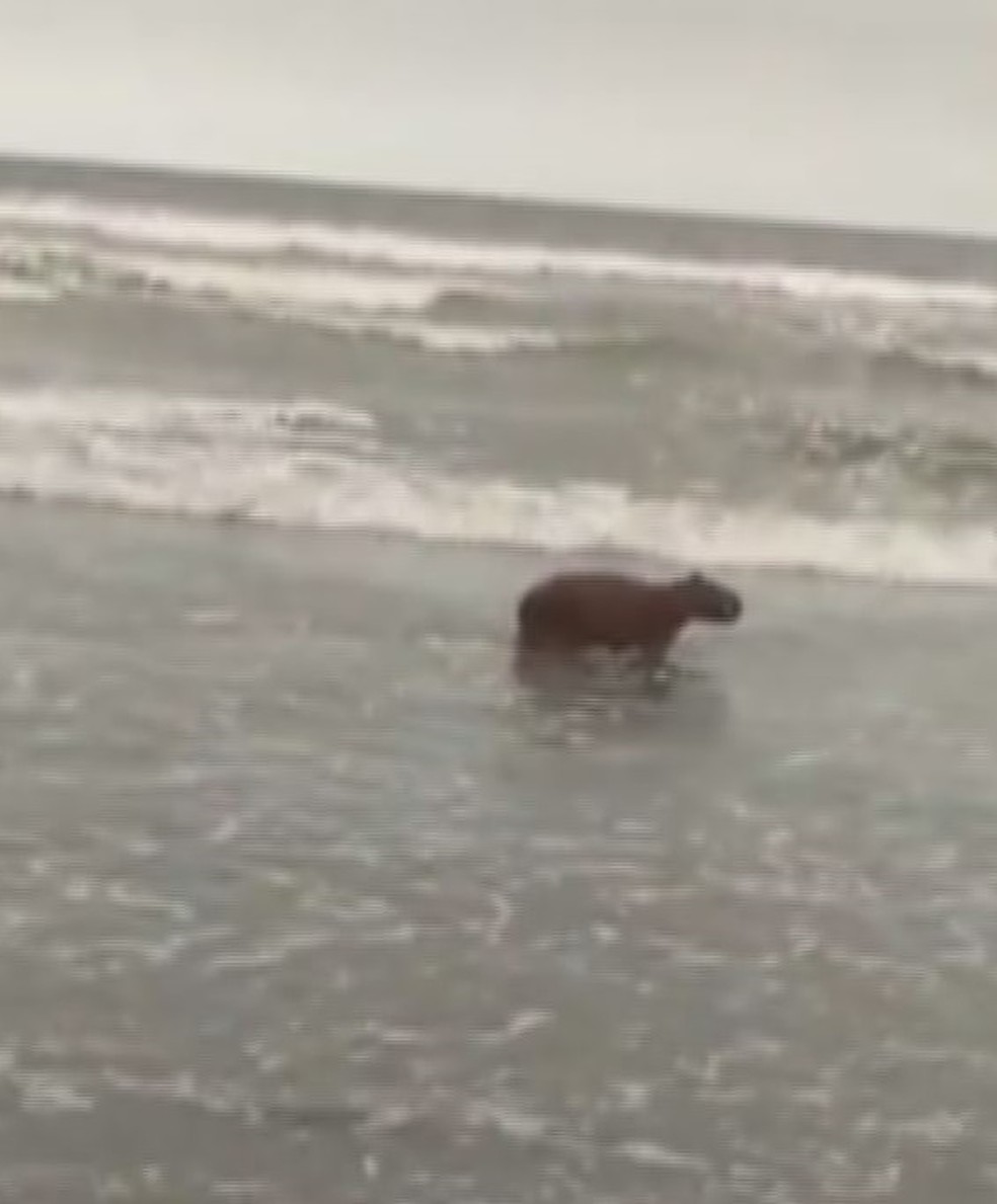 Vídeo mostra capivara se refrescando na praia de Santa Clara