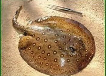 Militar é resgatado de helicóptero, após ser ferroado por arraia do Pantanal