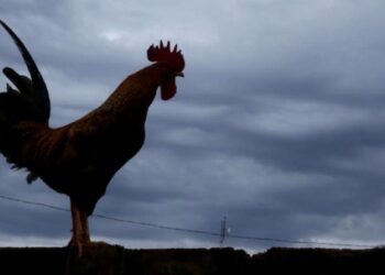 Domingo chuvoso com temperaturas amenas
