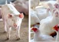 Em MS, a projeção para o fechamento do ano é de alta para produção e abate de aves e suínos