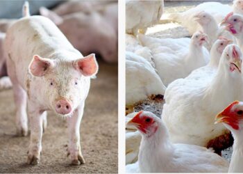 Em MS, a projeção para o fechamento do ano é de alta para produção e abate de aves e suínos