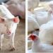 Em MS, a projeção para o fechamento do ano é de alta para produção e abate de aves e suínos