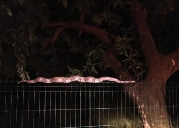 Jiboia de mais dois metros é capturada em universidade e devolvida à natureza