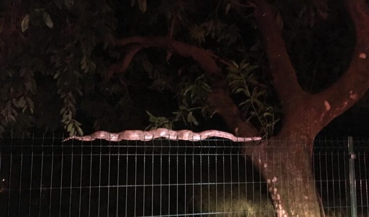 Jiboia de mais dois metros é capturada em universidade e devolvida à natureza